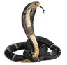 kalsarpdosh